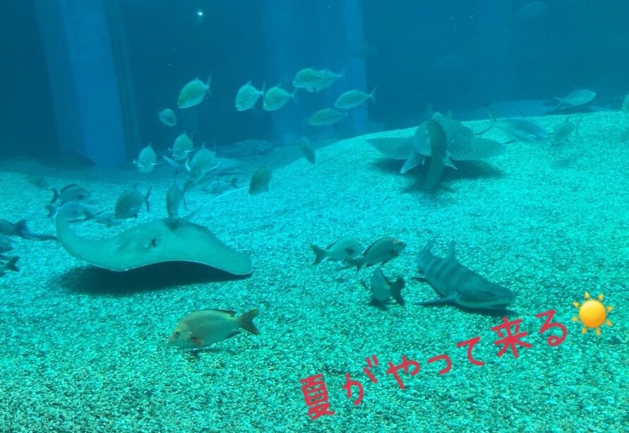 暑い夏がやって来る☀